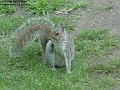 2004-0324squirrel